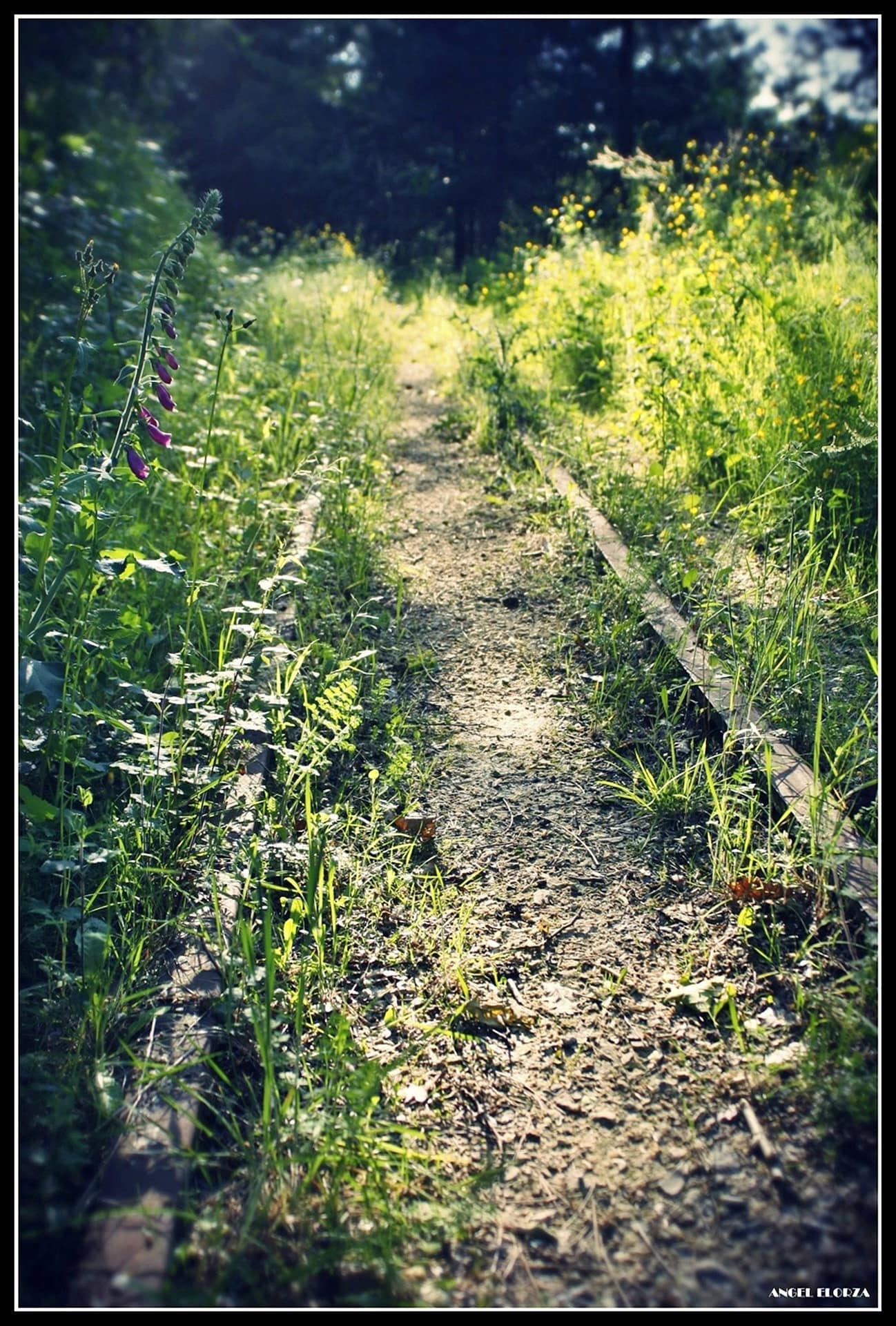 Vías del antiguo trazado ferroviario cubiertas de vegetación